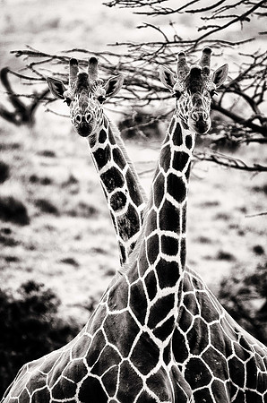 Mbili Twiga Afrique