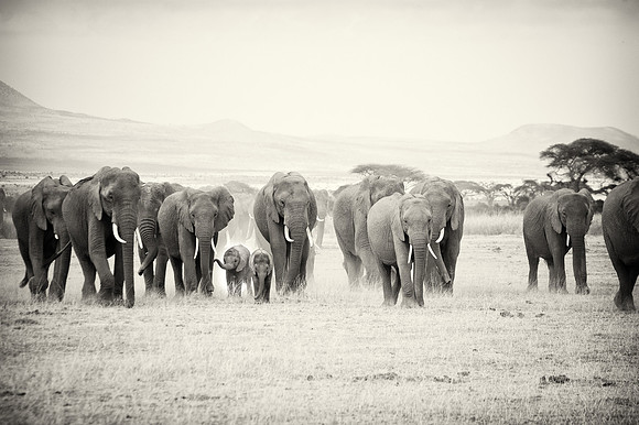 Family affair