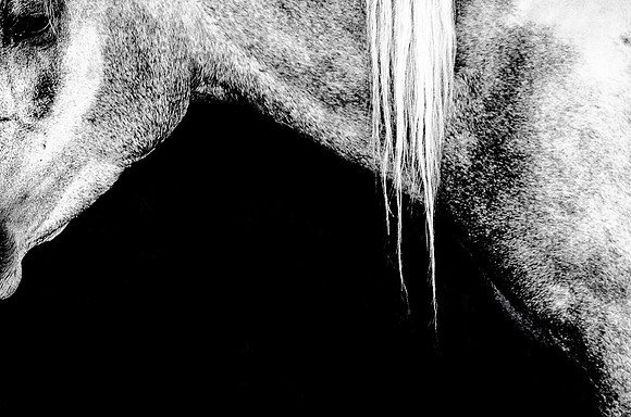 Equus Mongol 2