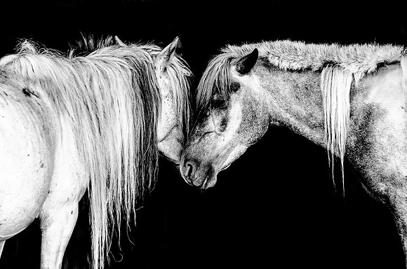 Equus Mongol 3