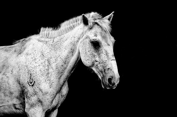 Equus Mongol 6
