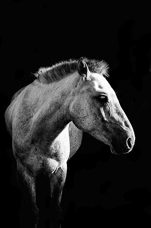 Equus Mongol 7