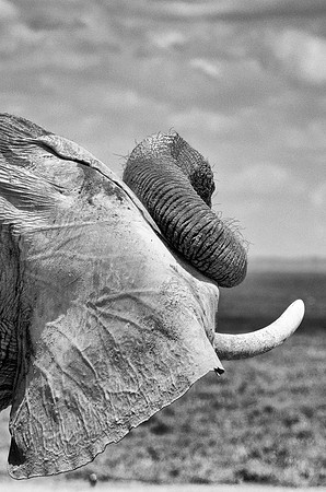 Elephant Sunglasses