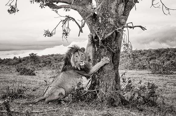 Simba Afrique