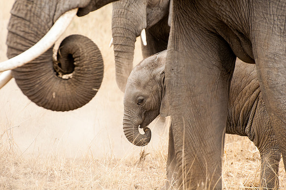 Maternal influence