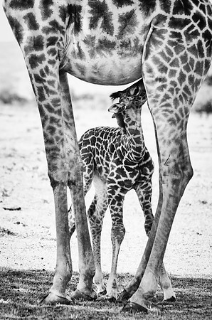 Twiga Afrique