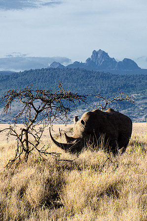 Mt Kenya Rhino