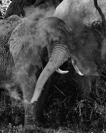 Dust bath