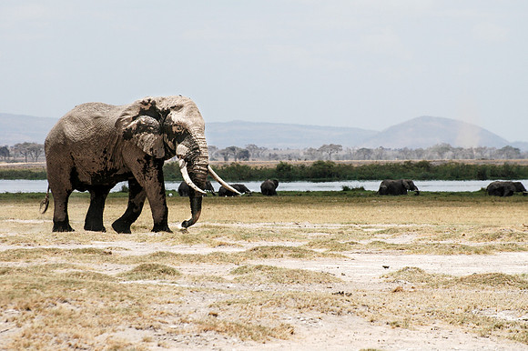 Amboseli scene